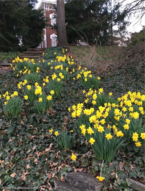 Daffodils on the slope below the house