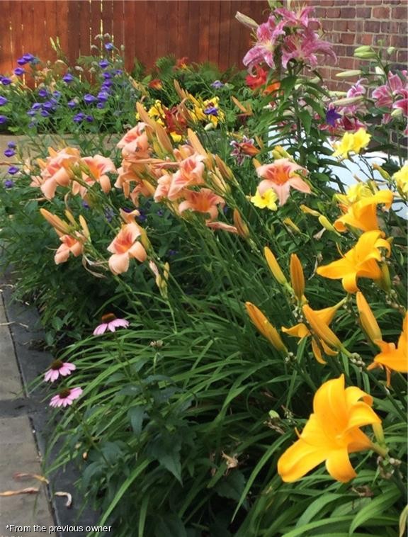 Daylilies along the fence