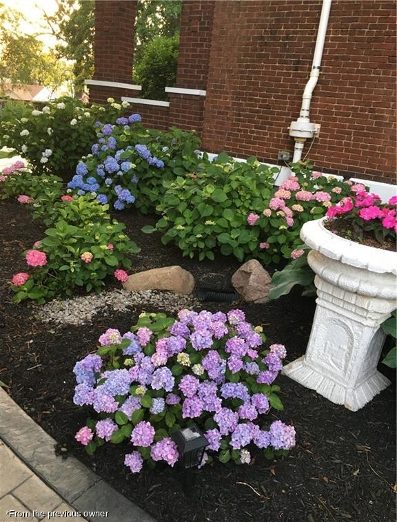 Hydrangea bed against the house