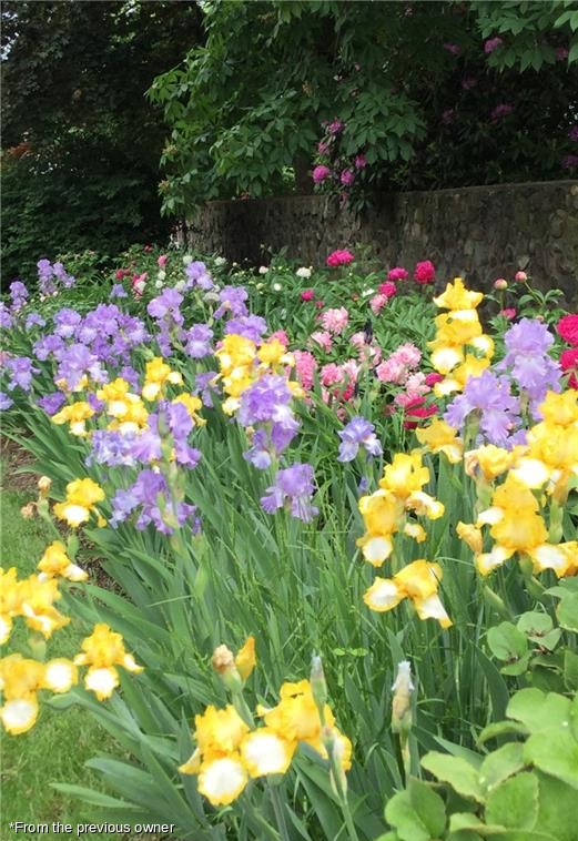Irises in bloom