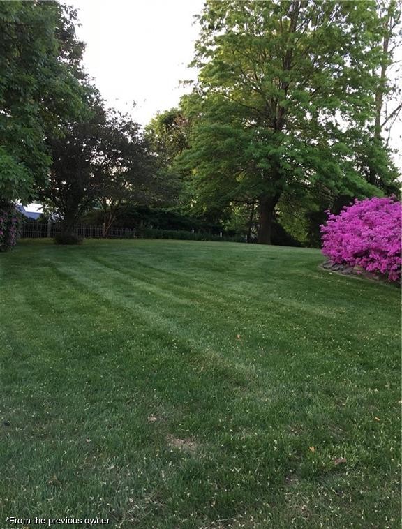 The lawn and an azalea in bloom