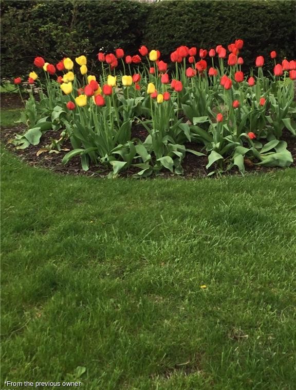 Red and yellow tulip bed