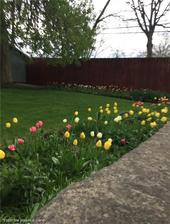 Tulip border along the lawn