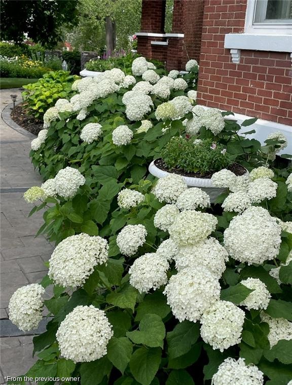 White hydrangeas along the walk